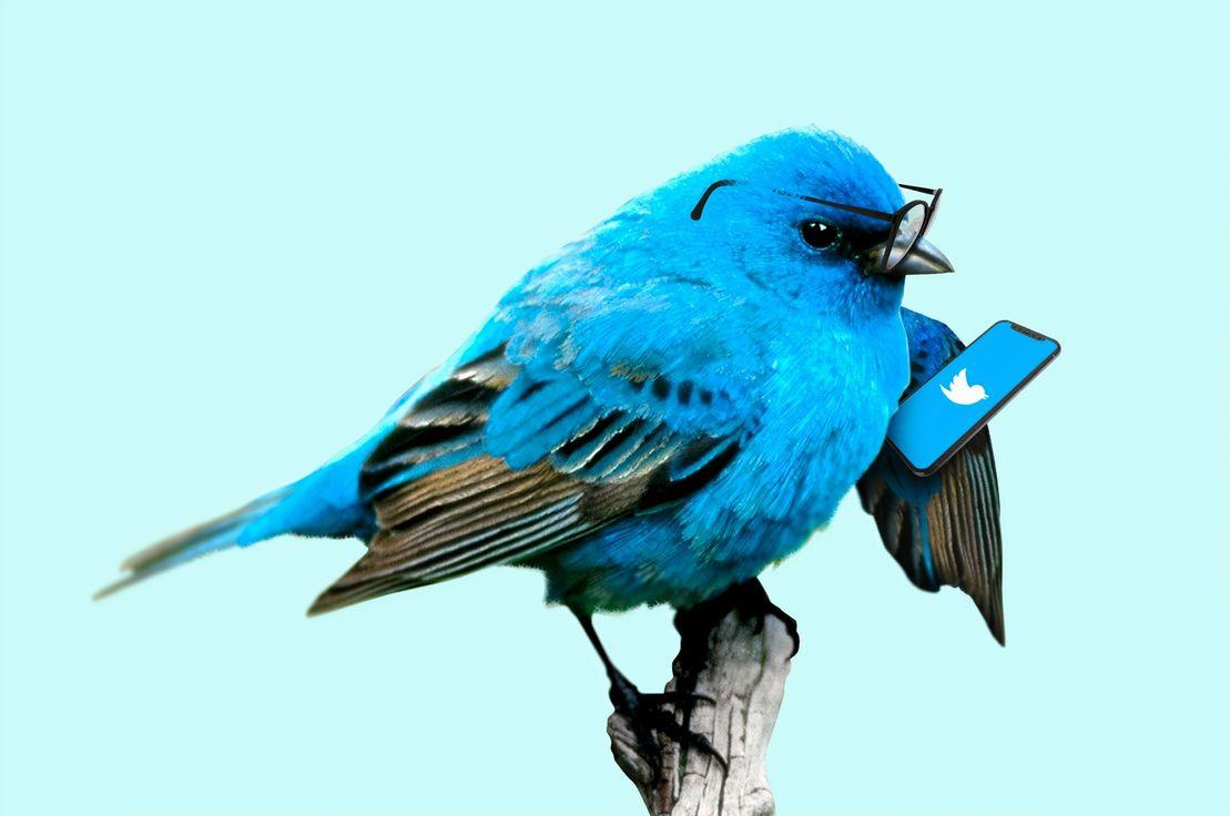 🐦 Ofansif Twitter, karbon avı