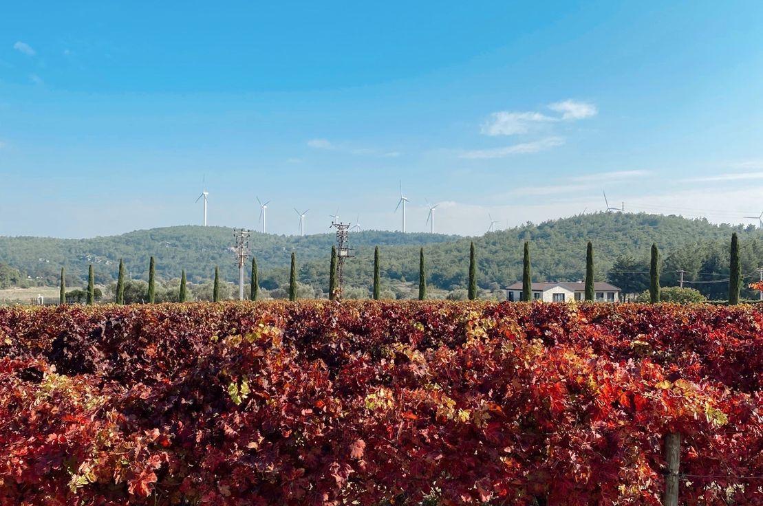 Sonbaharda Alaçatı’dan Urla’ya
