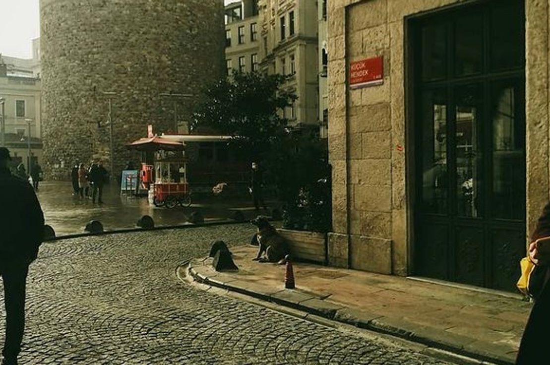 Fotoğraf: Mehmet Şimşek