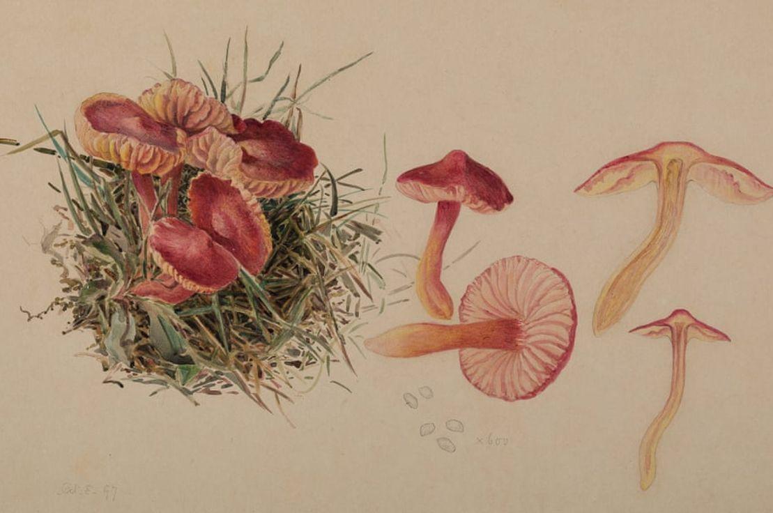 Beatrix Potter, Hygrocybe Coccinea