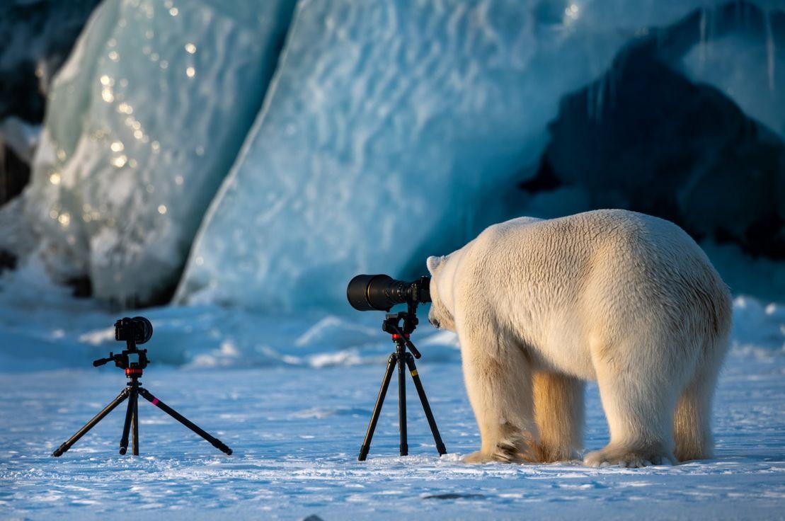 Roie Galitz, Wildlife PhotograBear