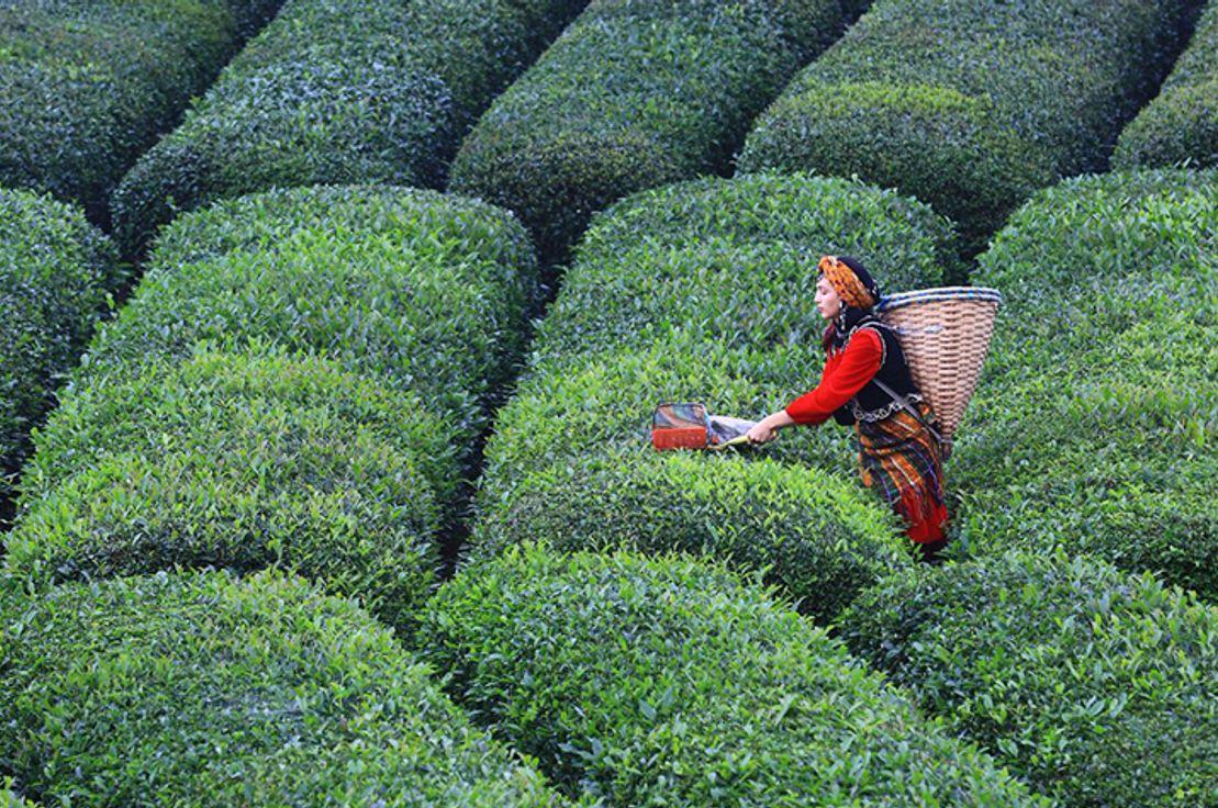 🌱 Çay tarımı ve gyokuro