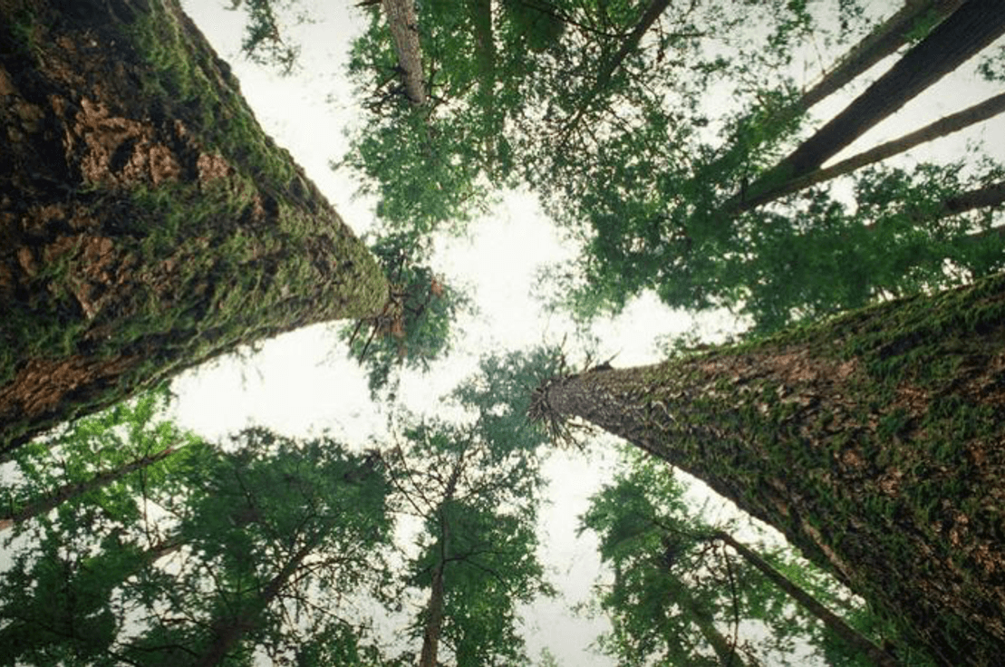 Will we save the trees, or will the trees save us?