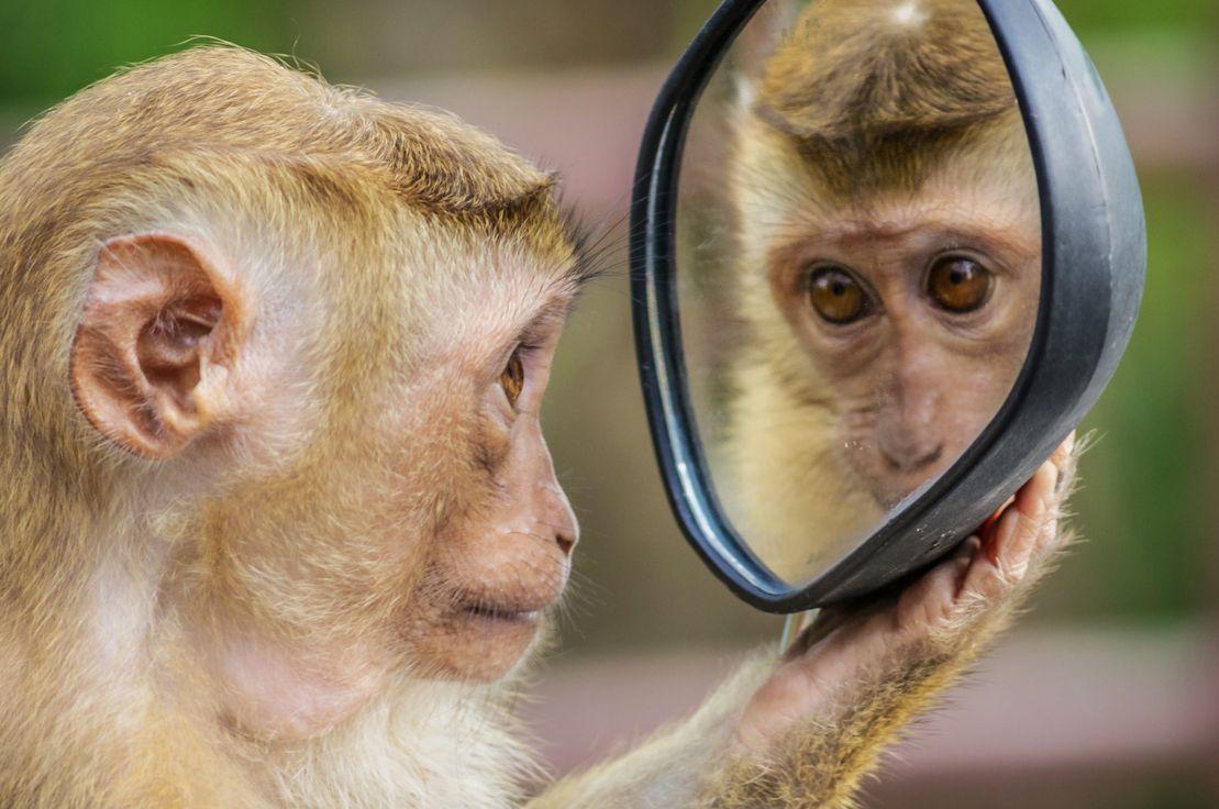 MirrorMonkey_AndreMouton