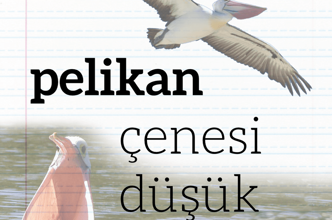 Çenesi Düşük Pelikan