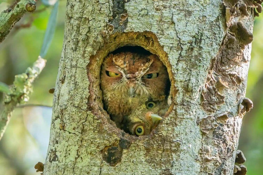 The Guardian