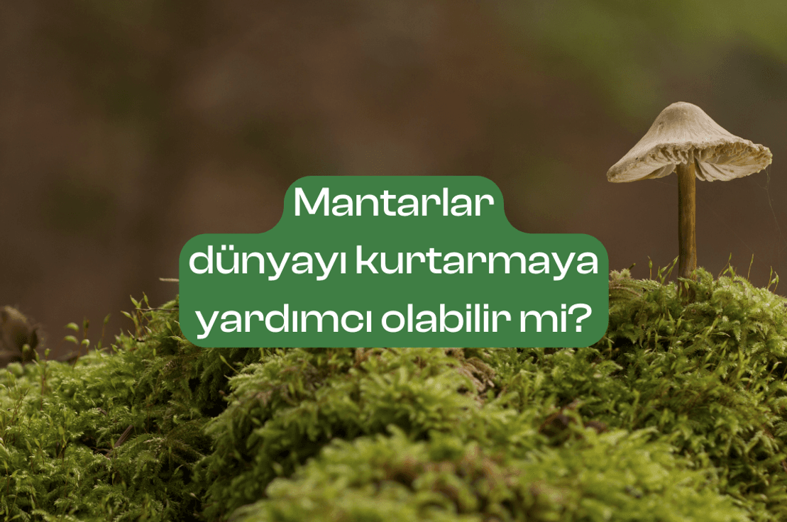 Fotoğraf: Canva Pro