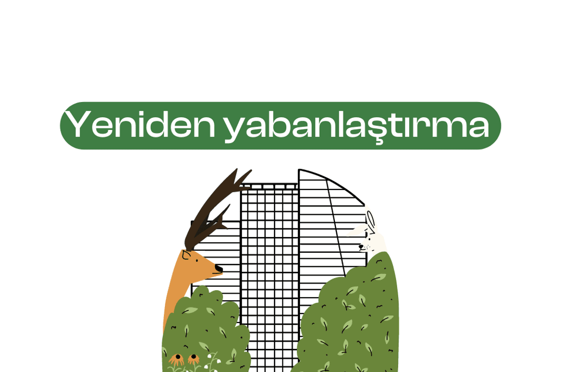Yeniden yabanlaştırma 