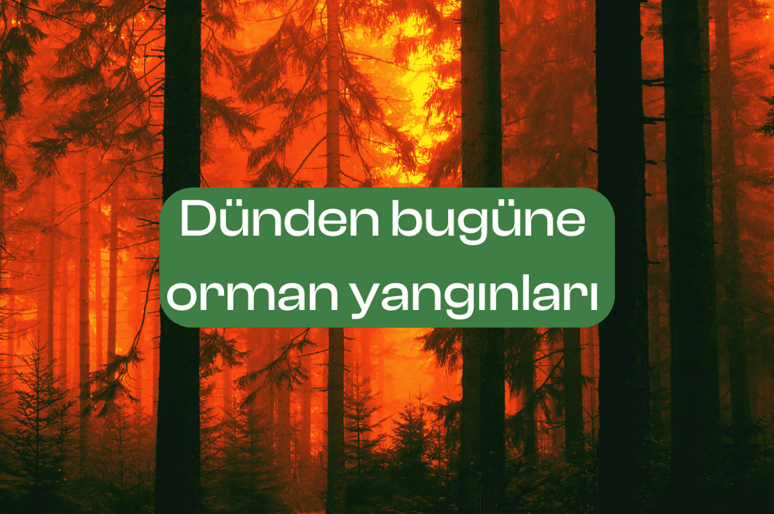 Dünden bugüne  orman yangınları