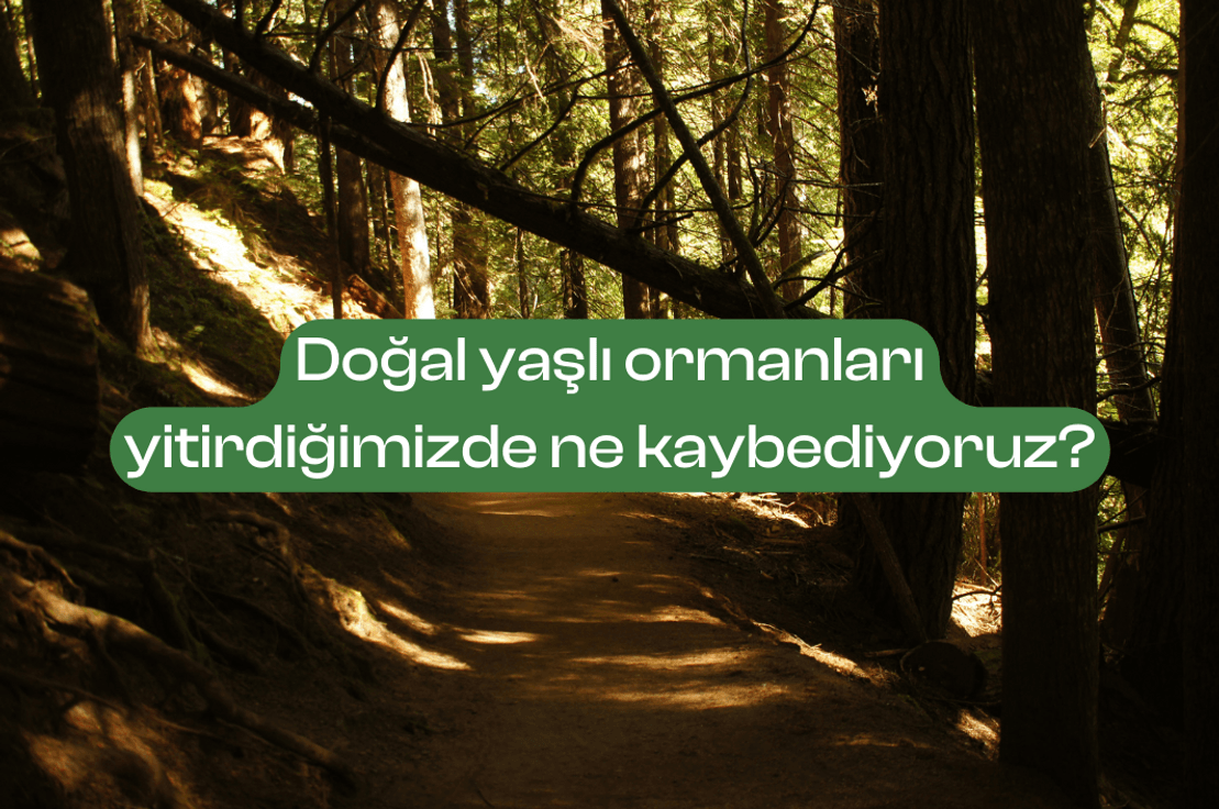 Doğal yaşlı ormanları yitirdiğimizde ne kaybediyoruz?