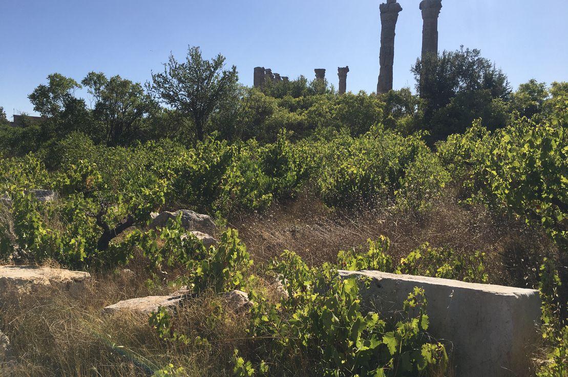 Silifke Uzuncaburç'ta Diocaesarea Antik Kenti ile iç içe geçen asırlık bağlar, Kaynak: Umay Çeviker