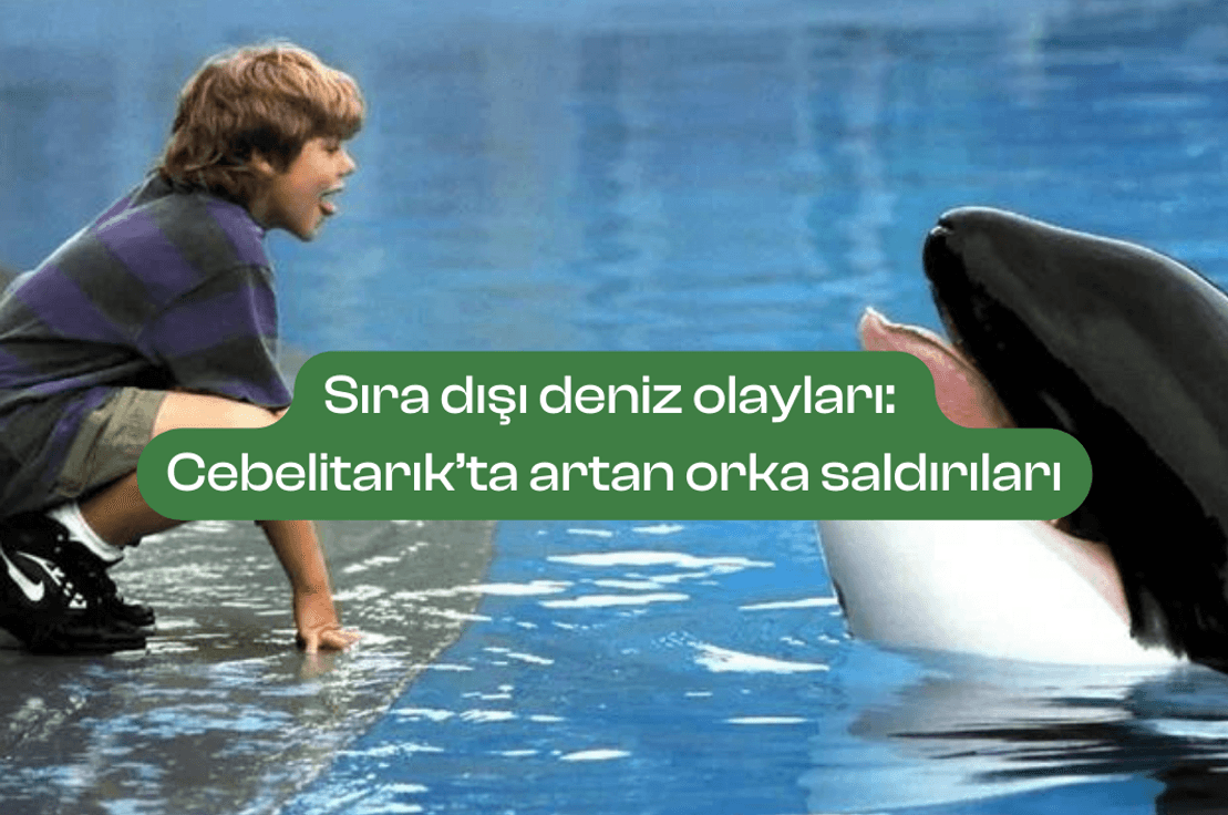 Fotoğraf: Free Willy