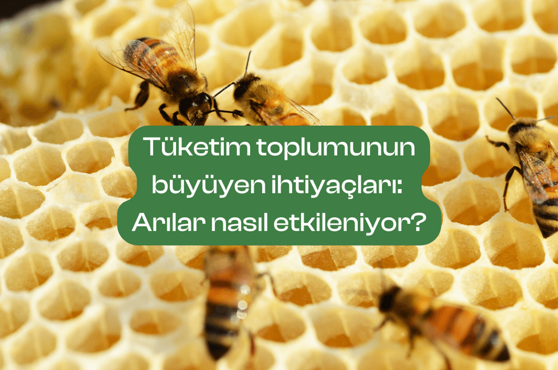 Fotoğraf: Canva Pro