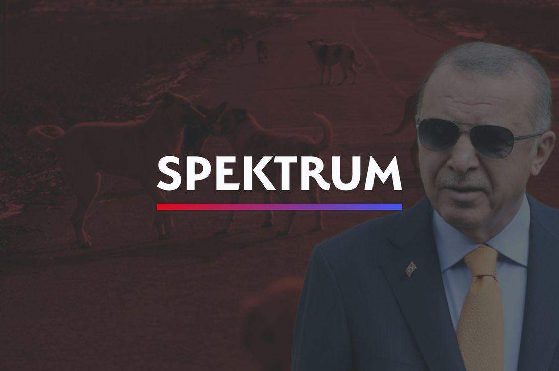 🐕 Hayvan hakları tepkisi, Roma polemiği