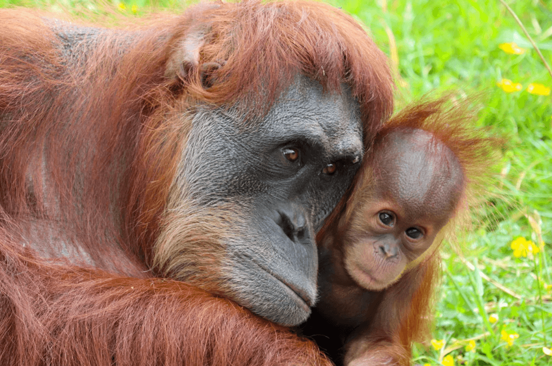 🦍Yaralarını saran orangutan