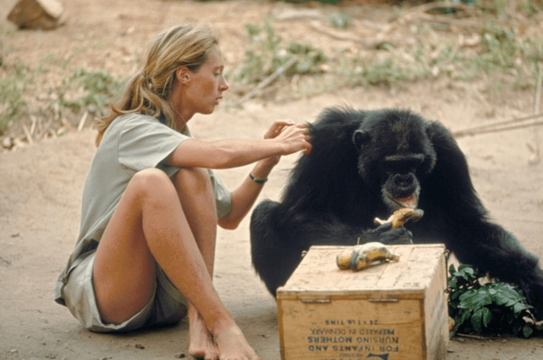 Jane Goodall
