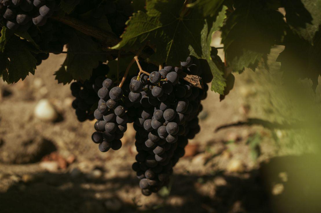 Cabernet Sauvignon, Château Haut-Brion.