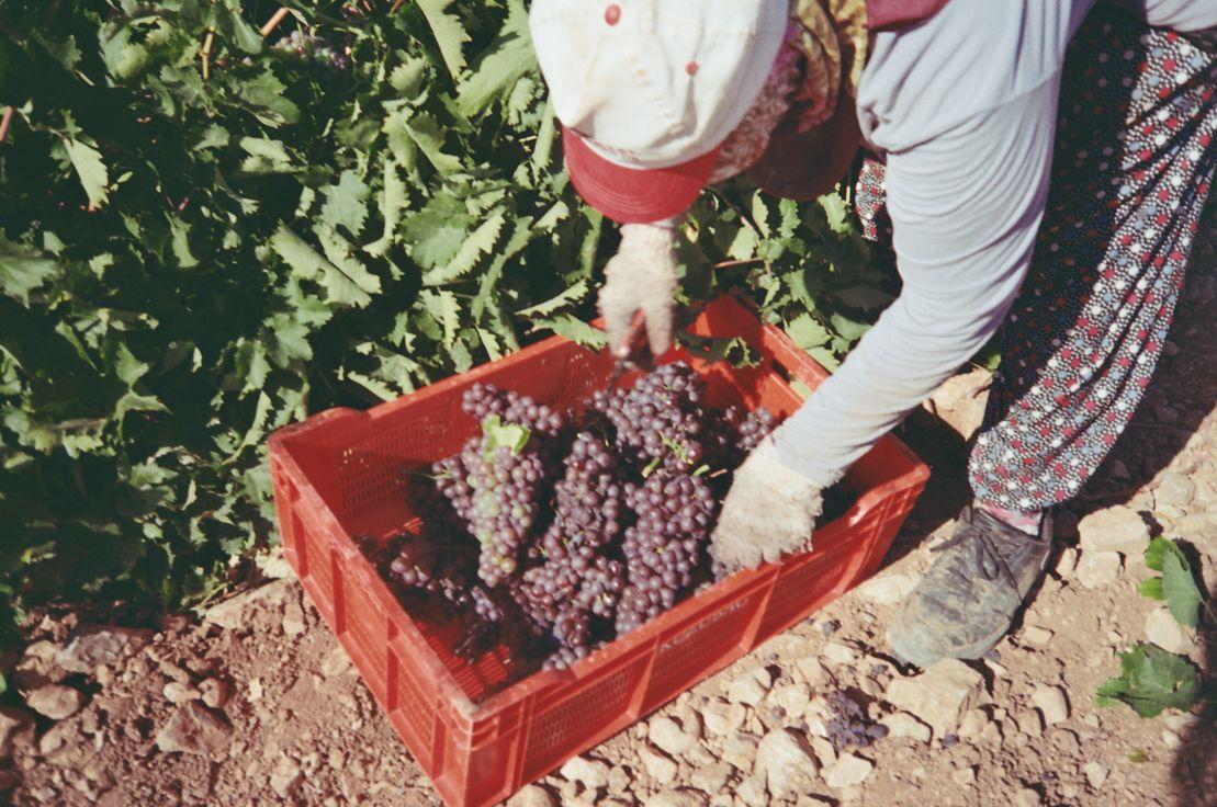 Bağda hasat zamanı. Fotoğraf: Selin Osmanoğlu.