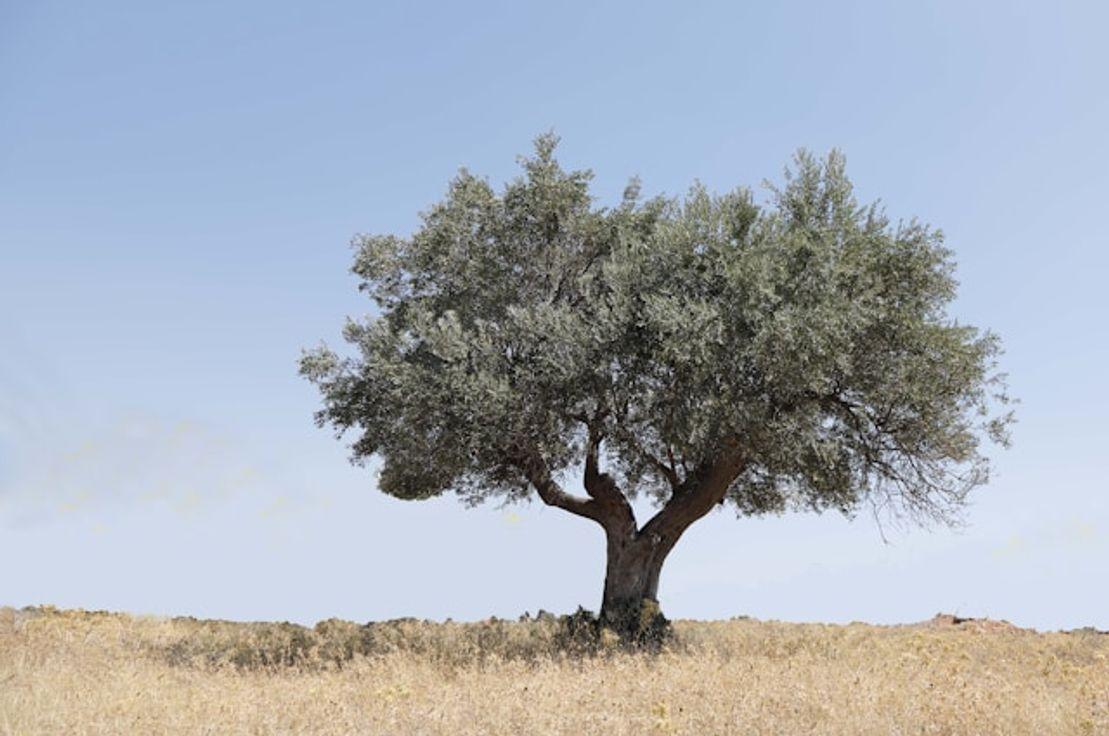 Vasilis Caravitis, Unplash