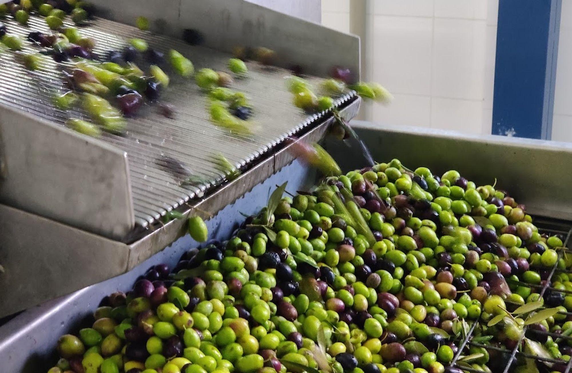 Milas'ta zeytin hasadı