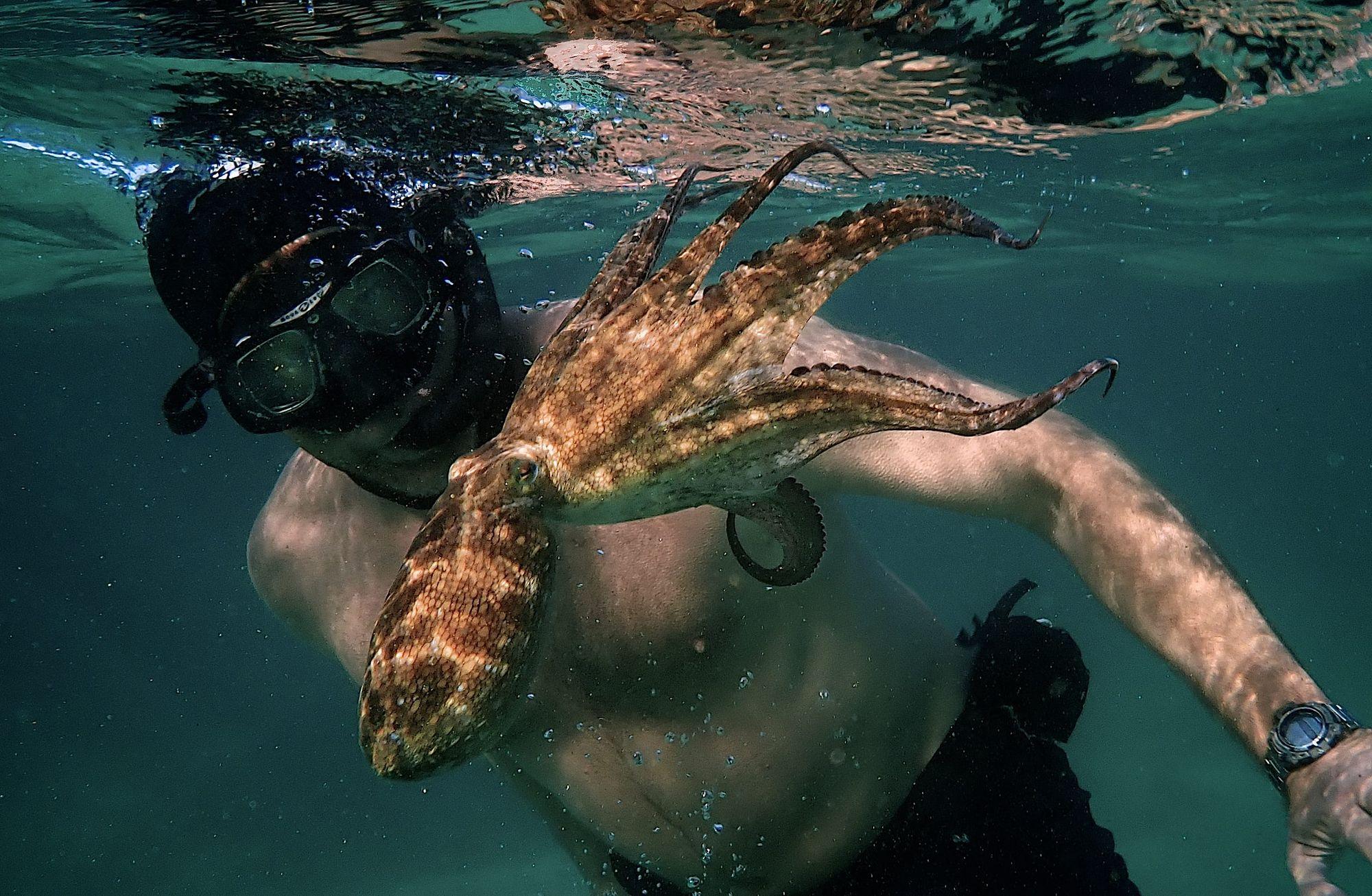 Oğuzhan Durmuş | My Octopus Teacher