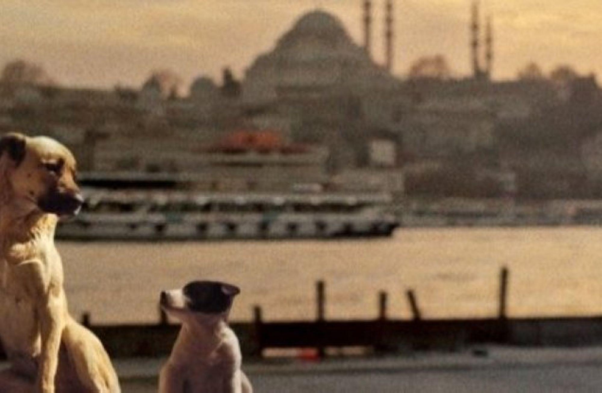 "Stray": Köpeklerin Gözünden Farklı Bir İstanbul