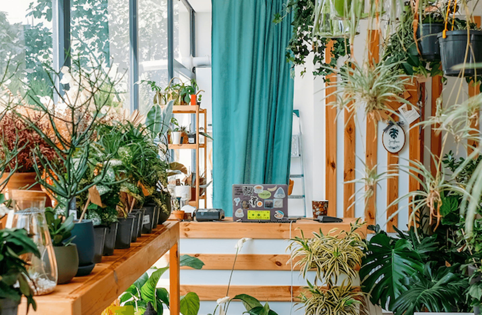 Jungleous