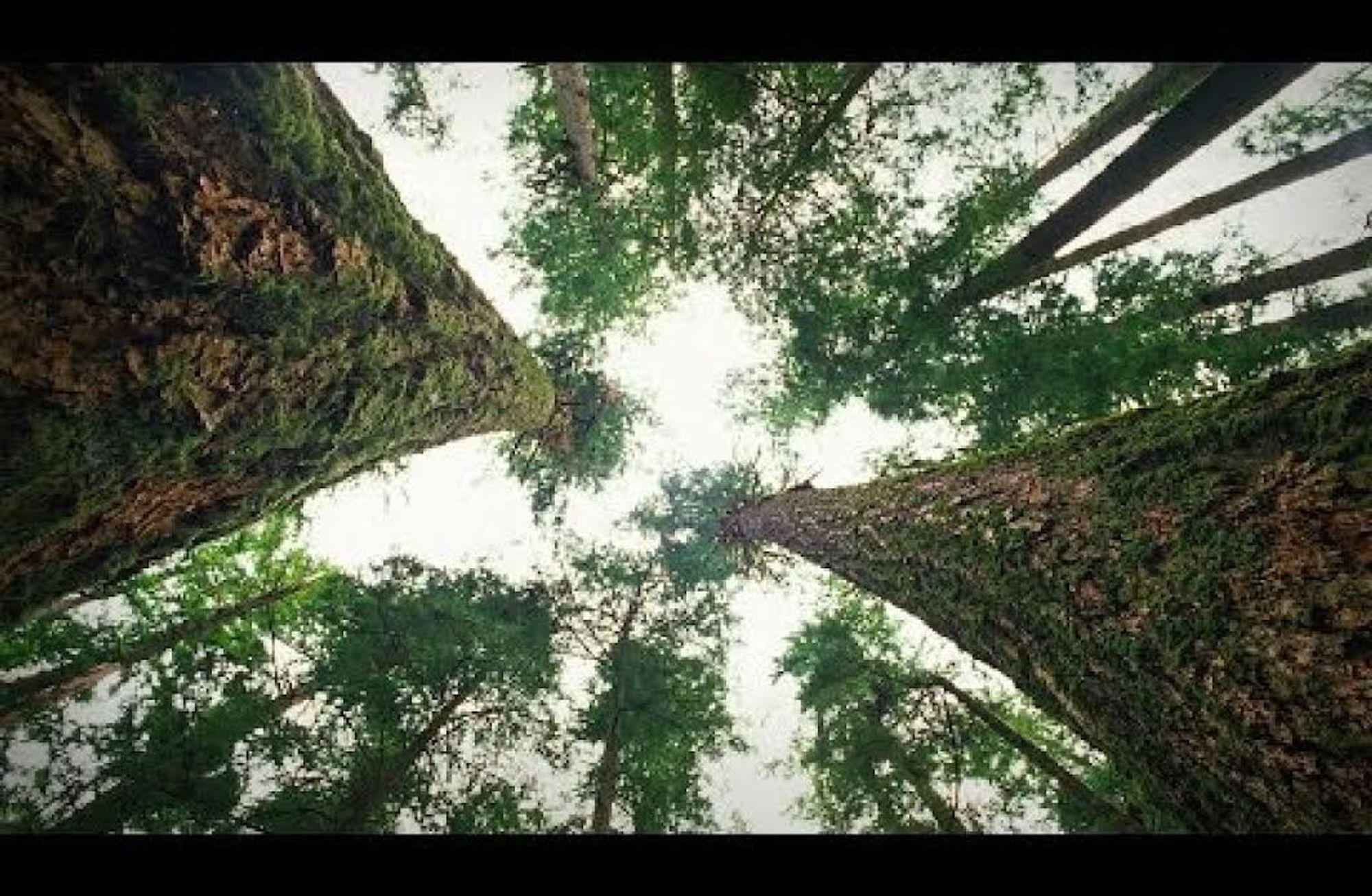 Will we save the trees, or will the trees save us?
