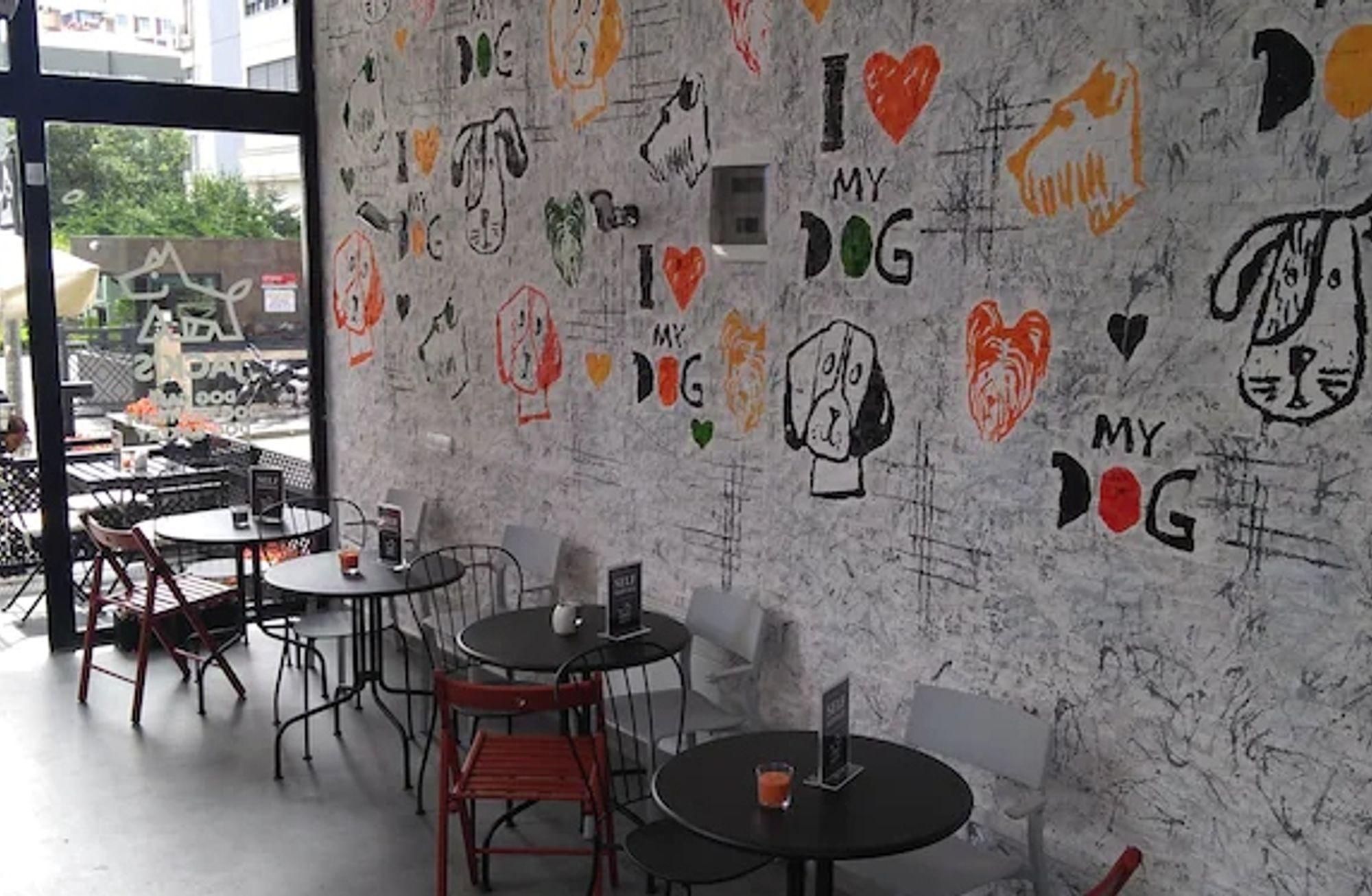 İstanbul'un hayvan dostu kafelerinden mini bir seçki 🐾 ☕