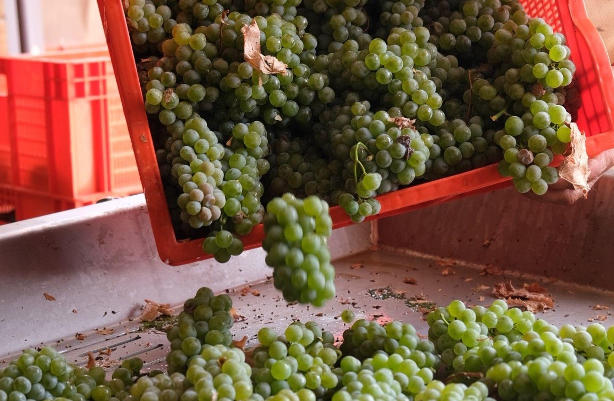 First Steps in the Winery