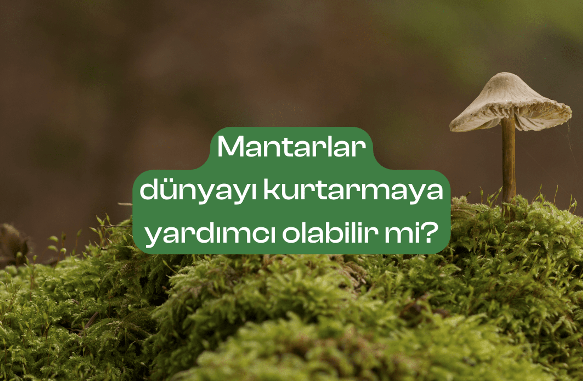 Mantarlar dünyayı kurtarmaya yardımcı olabilir mi?