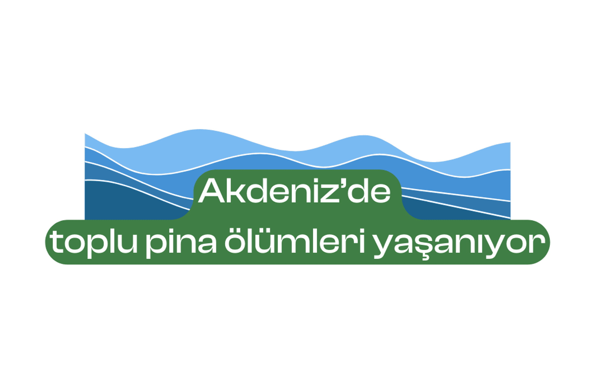 Akdeniz’de toplu pina ölümleri yaşanıyor
