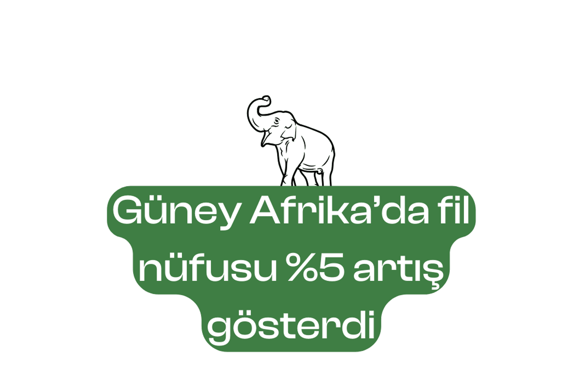 Güney Afrika’da fil nüfusu %5 artış gösterdi
