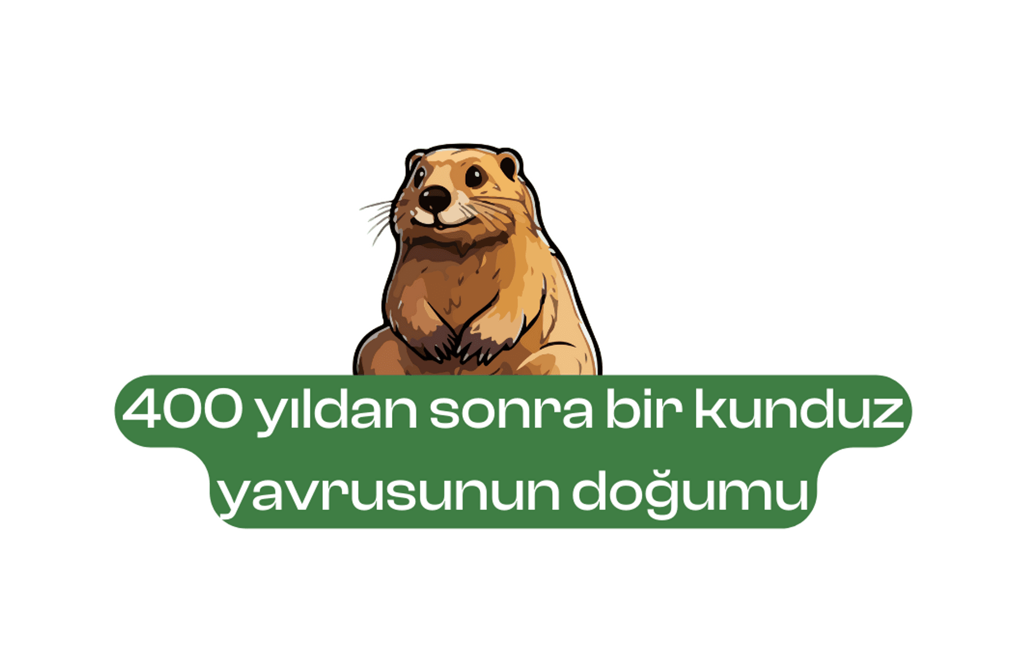 400 yıldan sonra bir kunduz yavrusunun doğumu