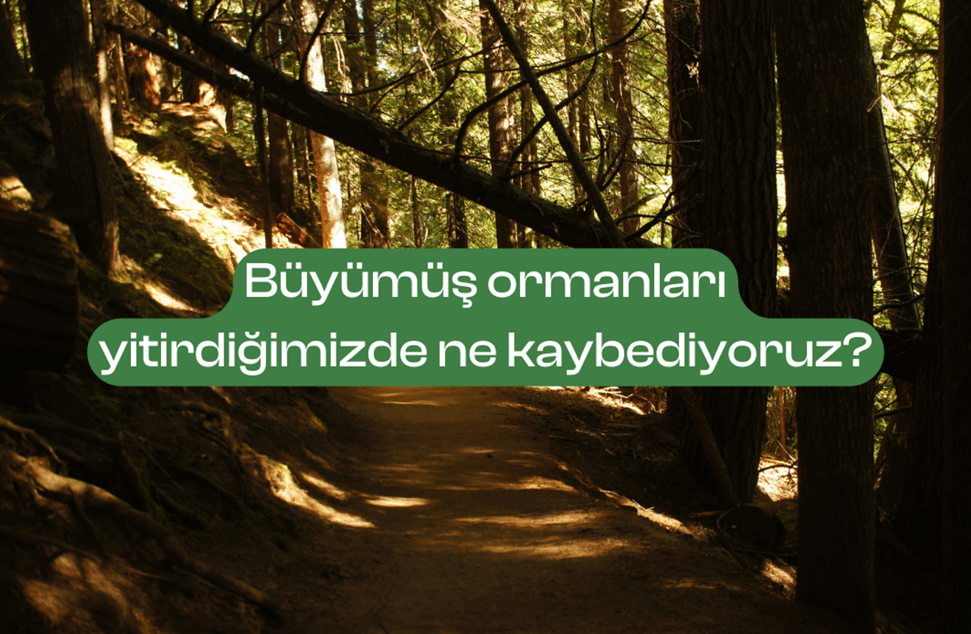 Doğal yaşlı ormanları yitirdiğimizde ne kaybediyoruz?