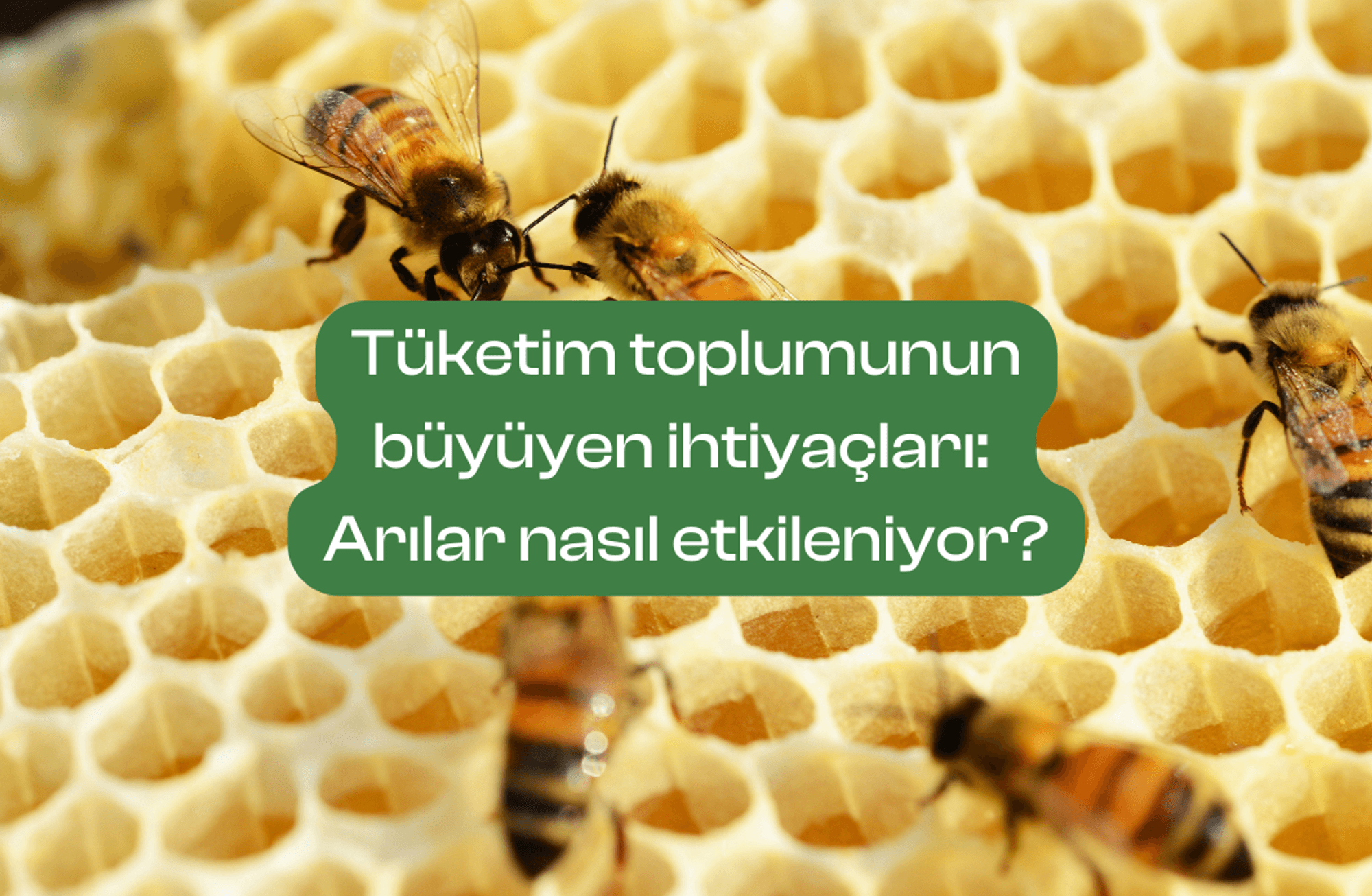 Tüketim toplumunun ihtiyaçları: Arılar nasıl etkileniyor?