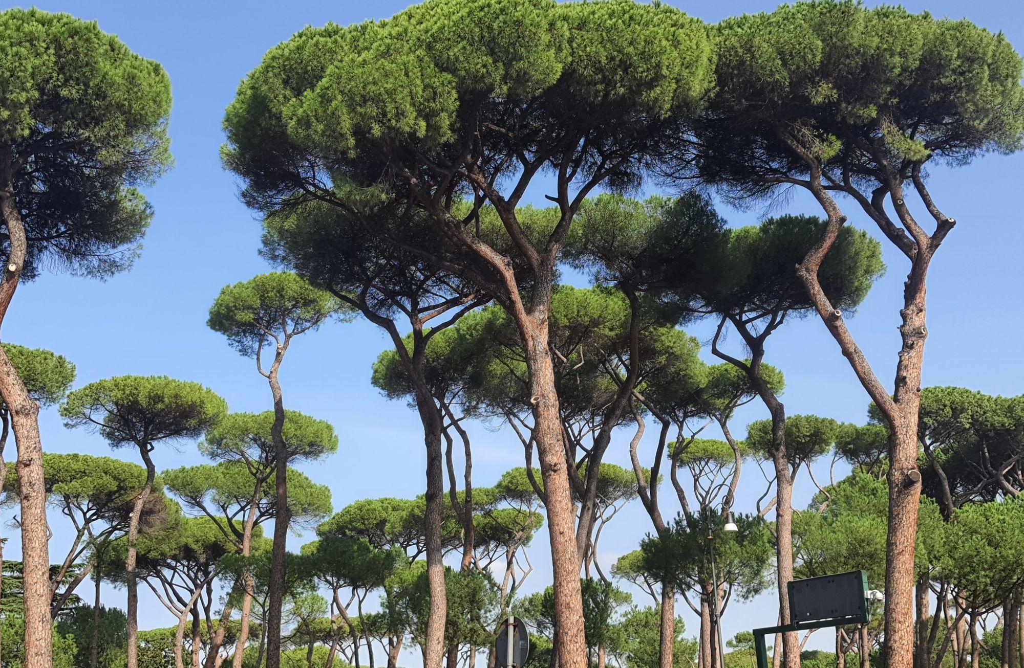 Yeditepe’nin Sevdalısı ‘Pinus Pinea’