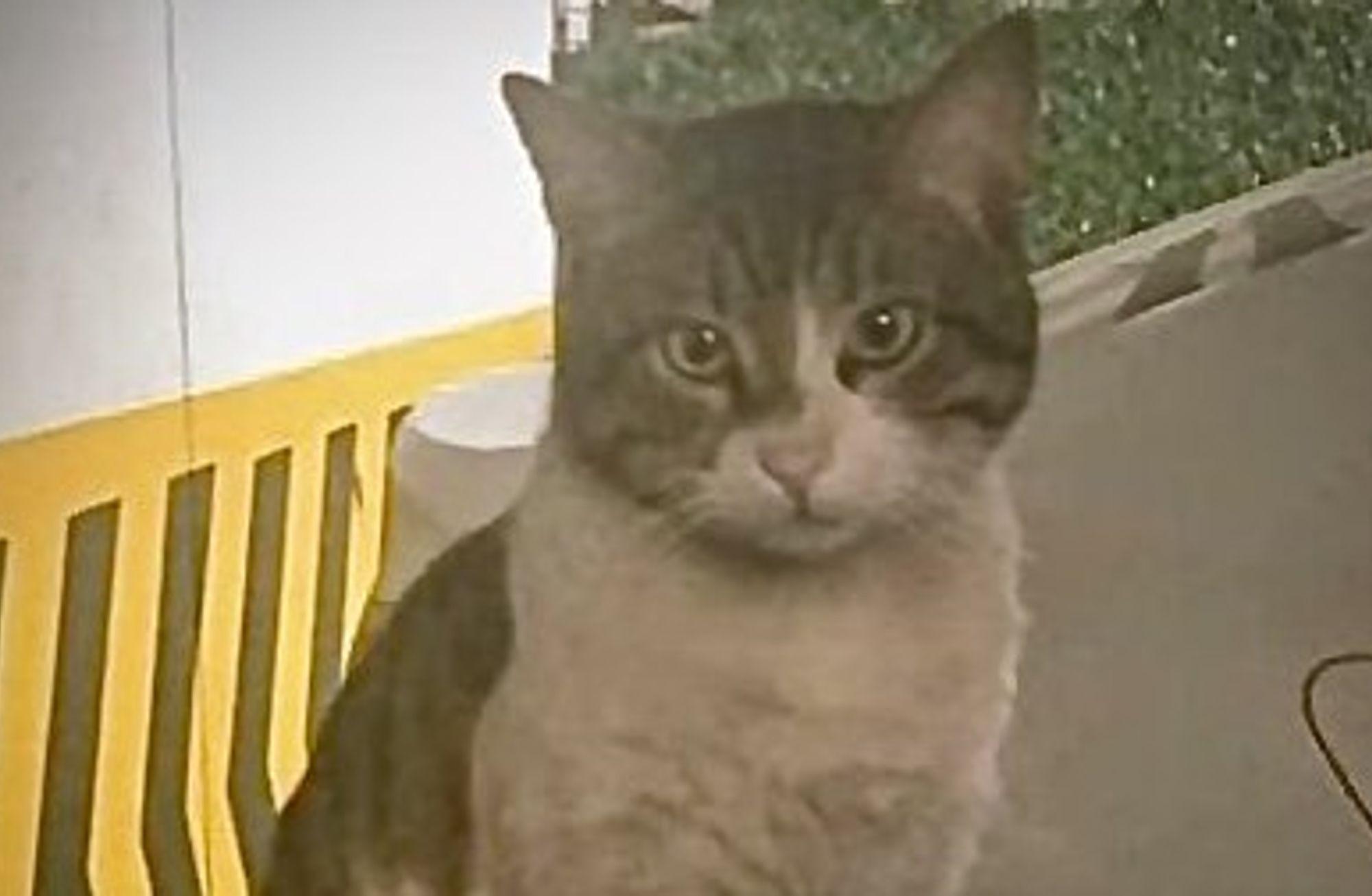 Kedi Eros için adalet arayışı 