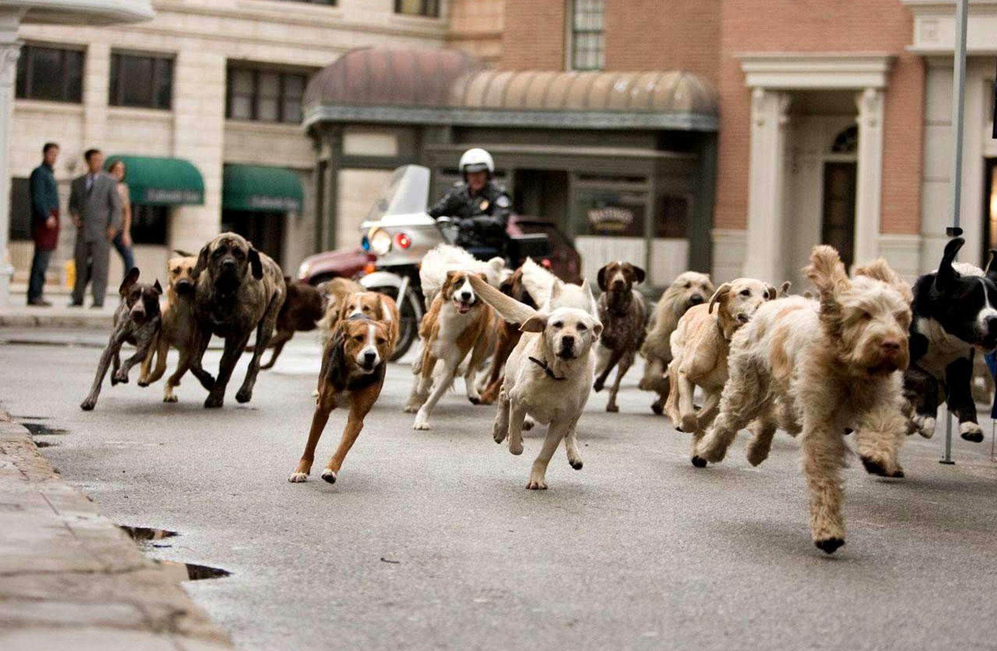 Hollanda aldığı yere bıraktı, Romanya öldürdü ama önünü alamadı: Sokak köpekleri için Türkiye hangisini seçecek?