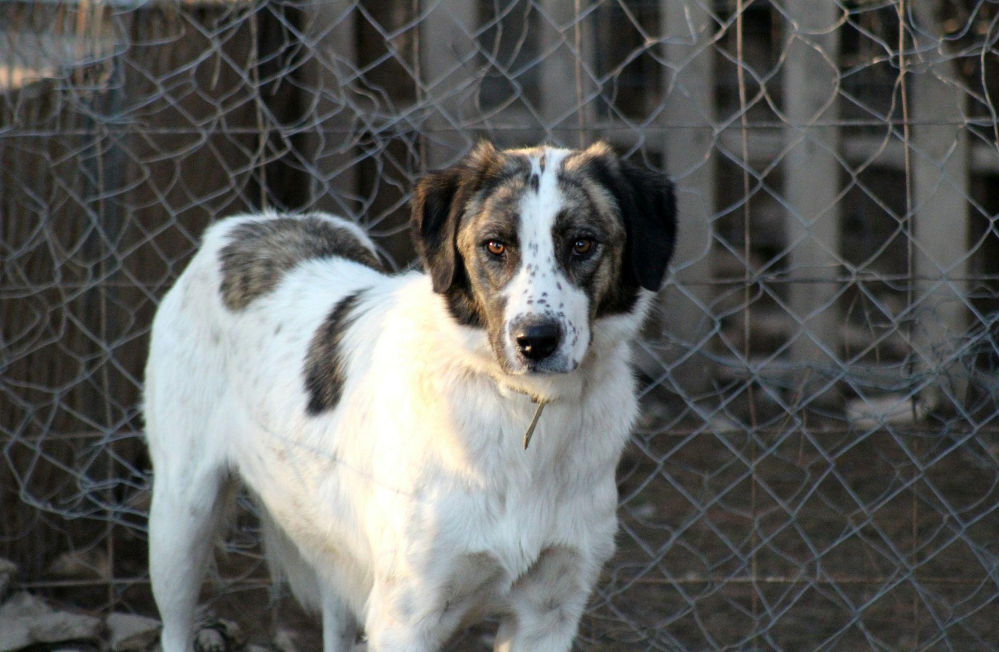Sokak hayvanları düzenlemesi: Köpeklerin tümü 4 yıl içinde barınaklarda toplanacak 