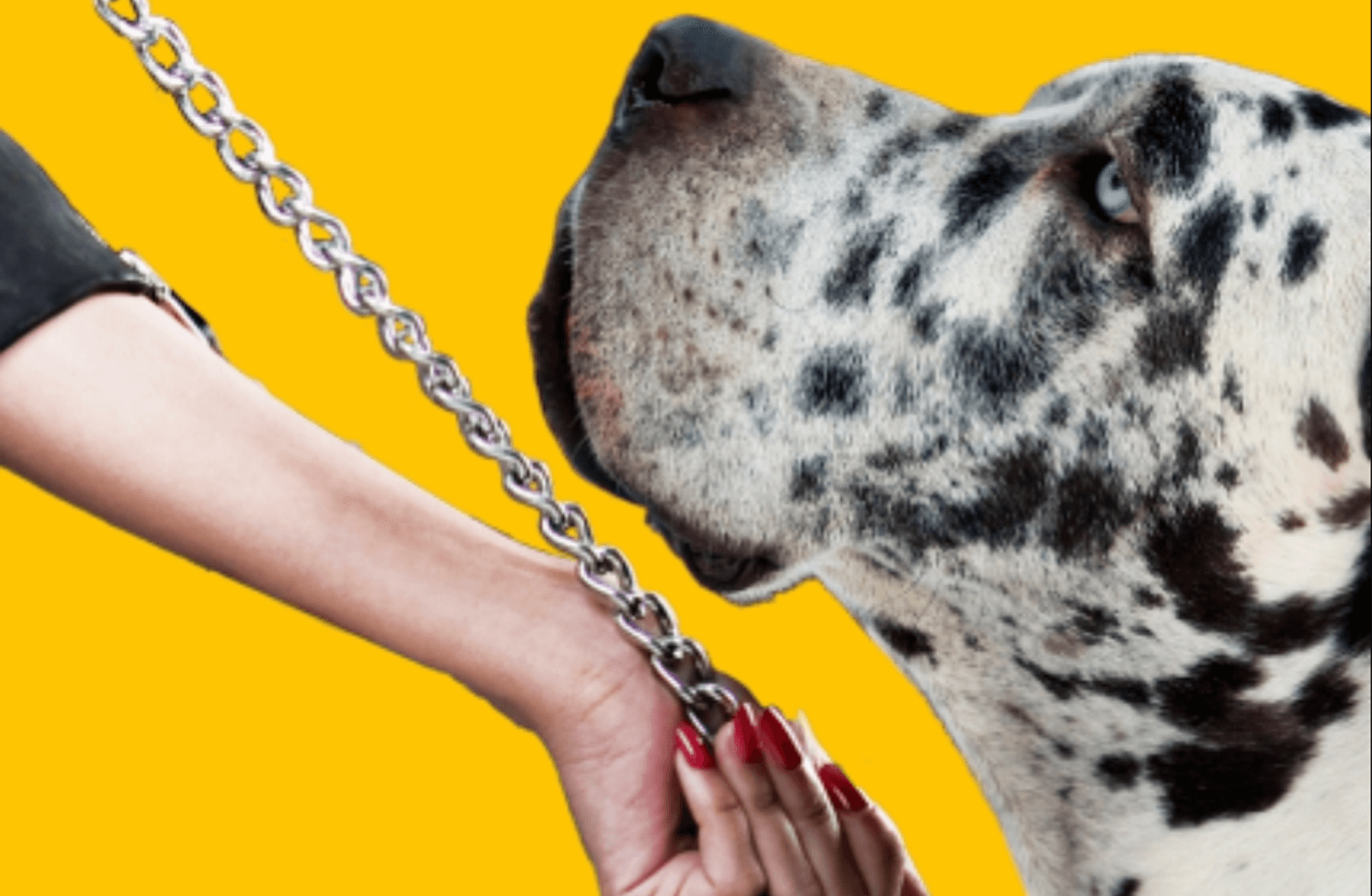 Bir köpeğe ölümü anlatmak: Sigrid Nunez’ın Dost'u