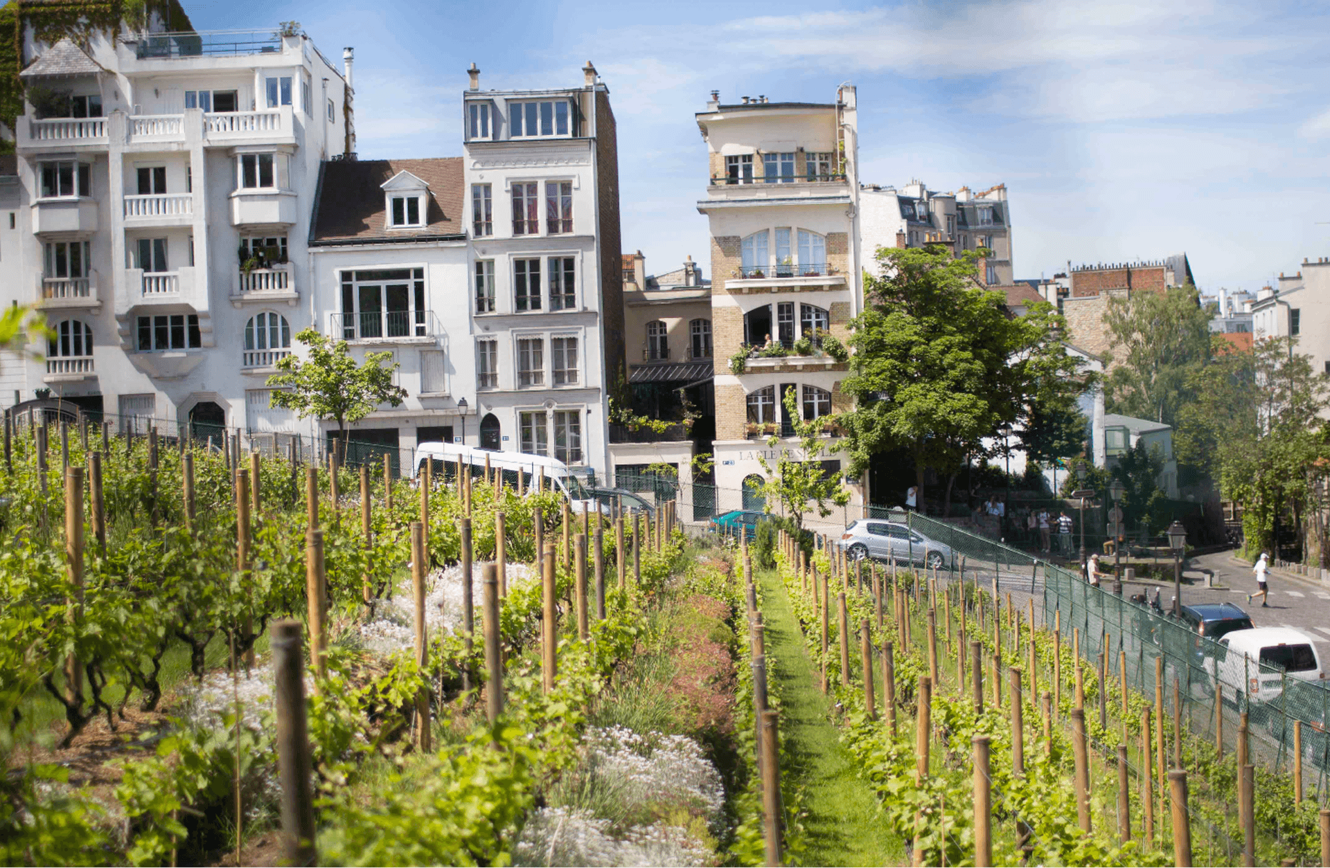 Montmartre’ın gizli üzüm bağı: Clos Montmartre