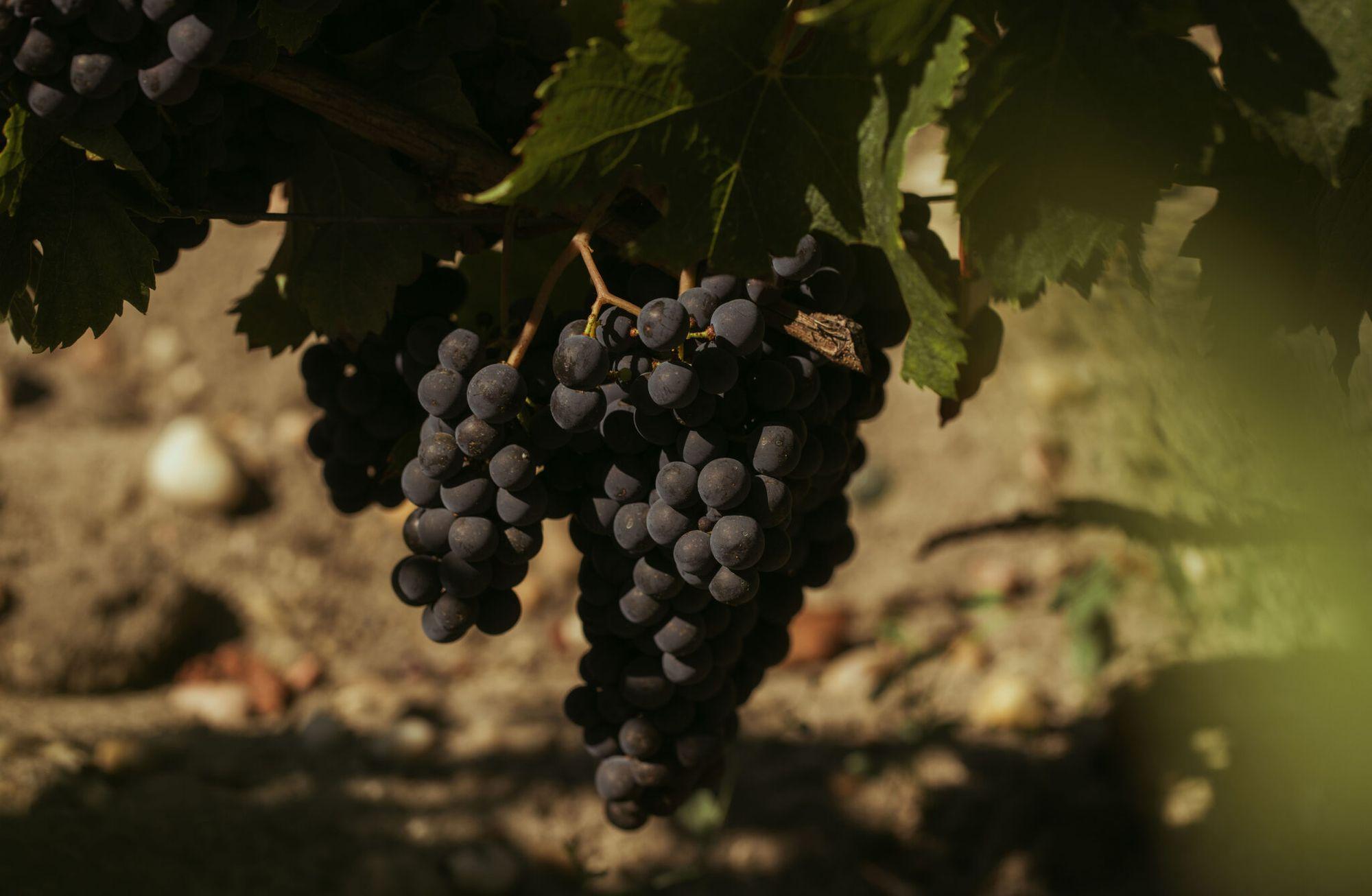 İki yaka arasında: Bordeaux güncesi
