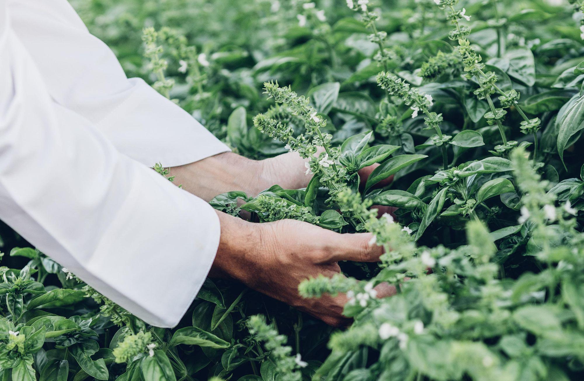Yerelden ilham alan mutfaklar: Farm-to-table mutfaklarından hikayeler