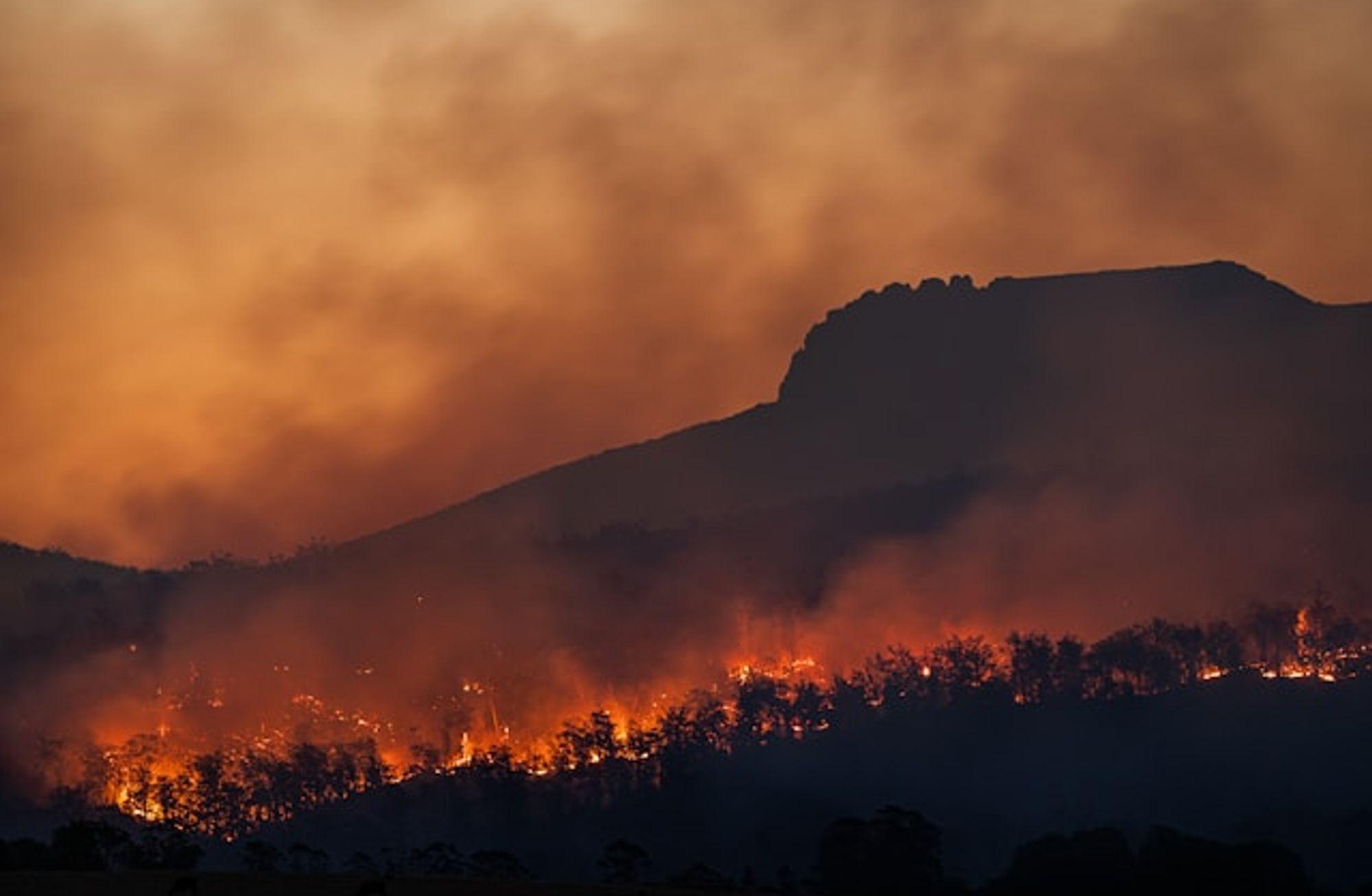 Orman Yangınları: Yükselen Yeni Küresel Risk