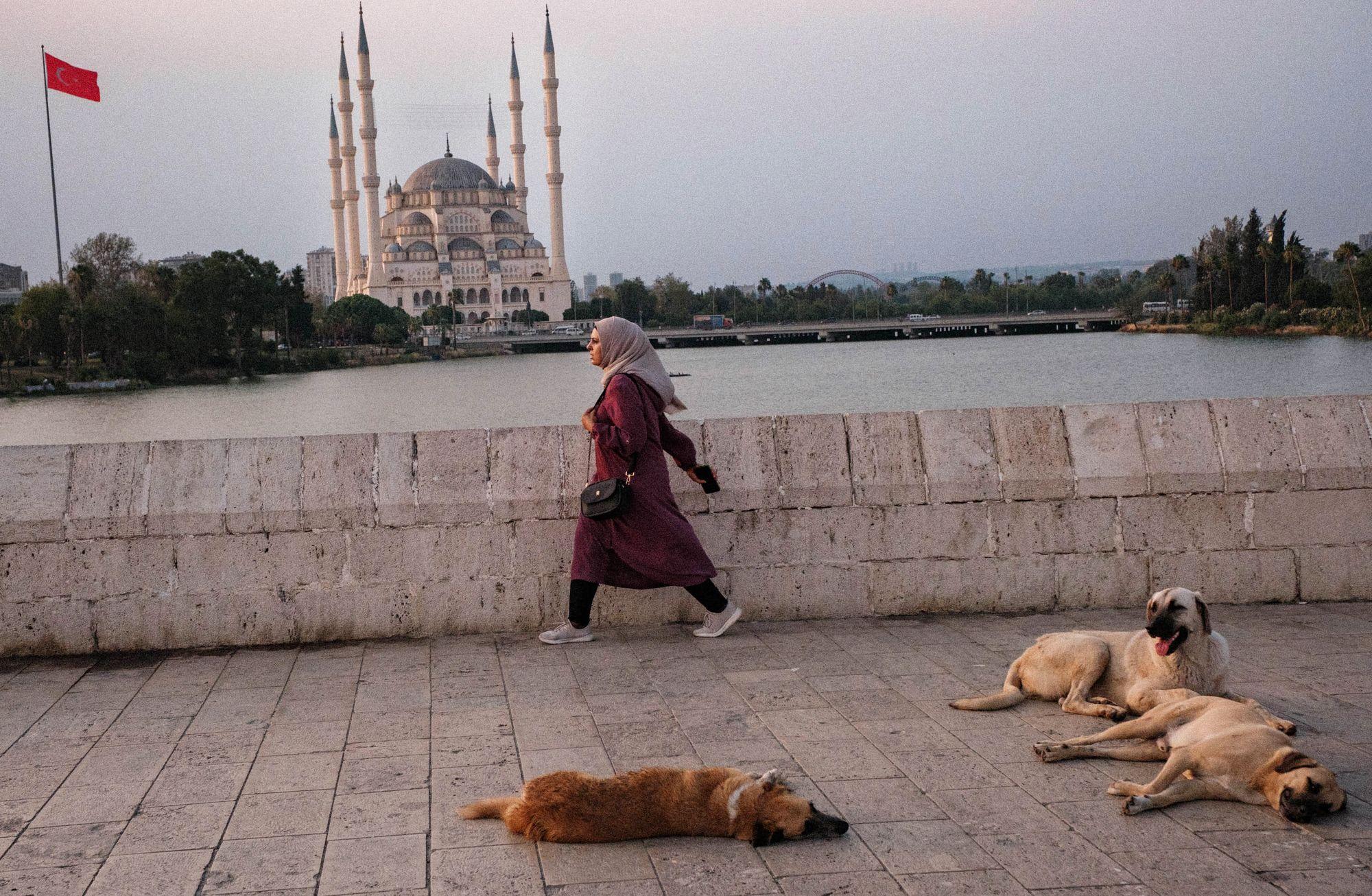Yüzdüğü için öldürülen Ares ve Türkiye'nin barınak gerçeği