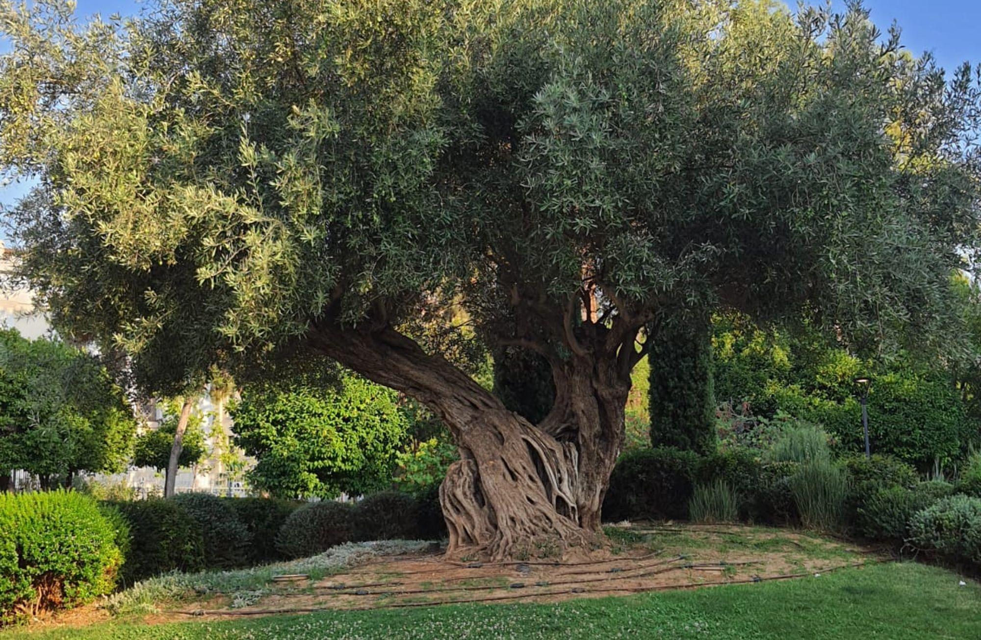 Doğada Döngüsellik ve Zeytin