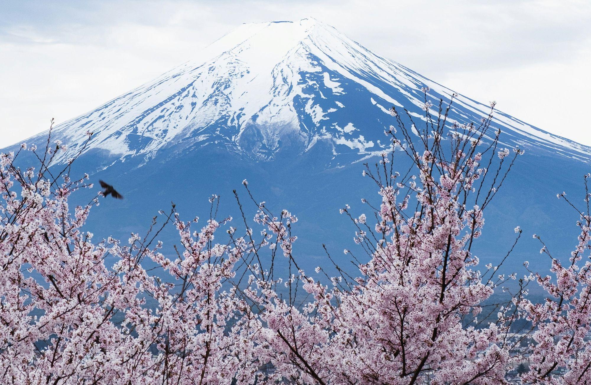 Sakura