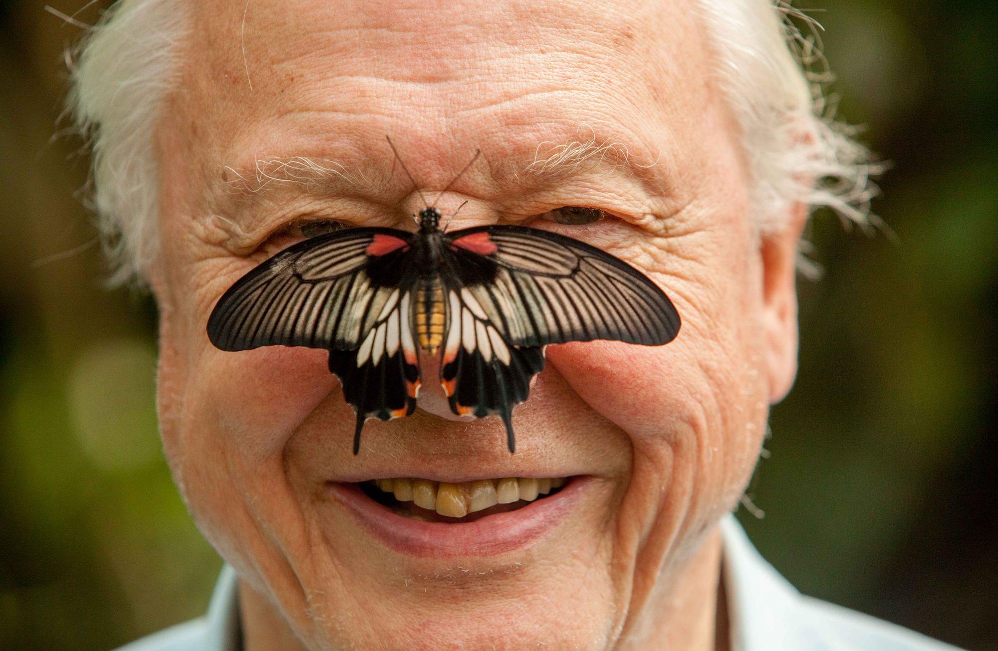 Doğadaki gözümüz 100 yaşında: Sayın Bay Attenborough dünyayı görme biçimimizi nasıl değiştirdi?
