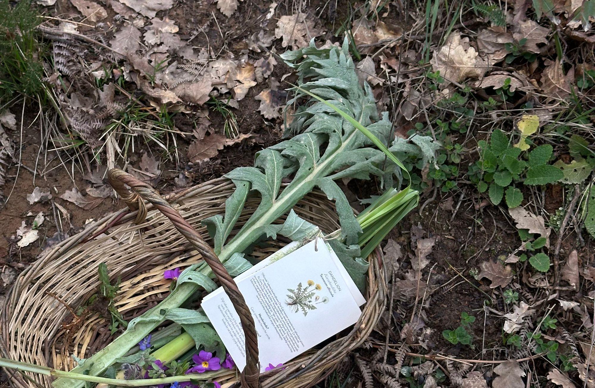 Doğaya dönüşün ilk dalgası: Foraging'in yeniden keşfi